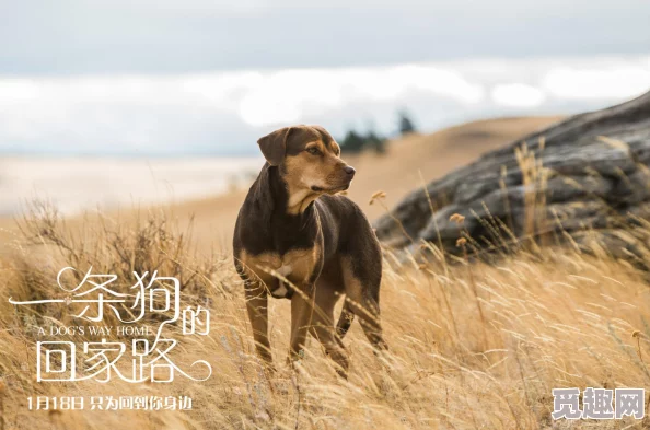 暴躁大妈荒野逃生k9：一位性格火爆的女性在荒野中与她的K9犬共同经历惊险逃生，展现了勇气与智慧