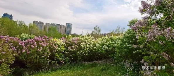 丁香九月：秋季来临，校园内外的美丽景色与学生活动交相辉映，展现青春活力与希望