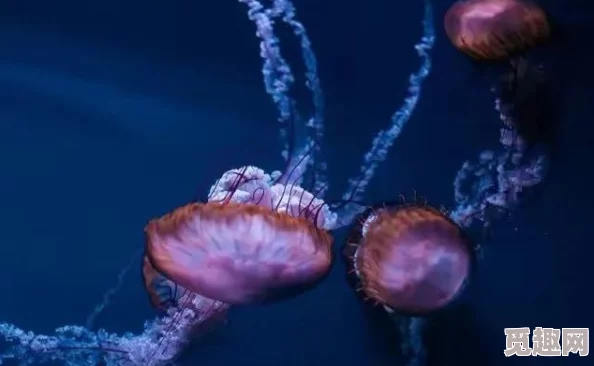 海角母子原创：惊人发现！深海潜水员意外捕捉到神秘生物，挑战常识的生物演化之谜！