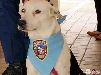 张警犬9分10秒头撞玻璃夸克，勇敢表现引发网友热议，成为网络新宠的背后故事曝光