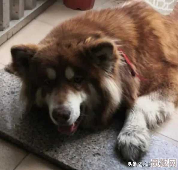 一人一狗卡了6个小时：讲述了一位主人与他的爱犬在意外情况下被困的经历，以及他们如何共同面对挑战和寻找解决办法