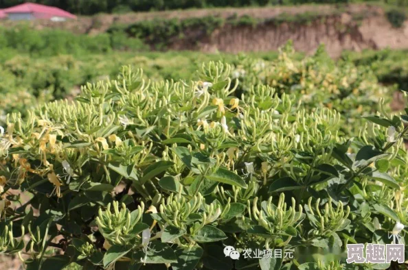 过度开发pop金银花引发生态危机，专家警告：珍稀植物或面临灭绝风险！