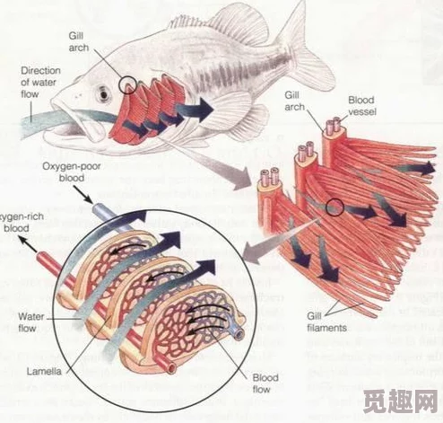 《我的世界》水下呼吸药水制作方法详解，网友亲测有效，轻松打造潜水神器！