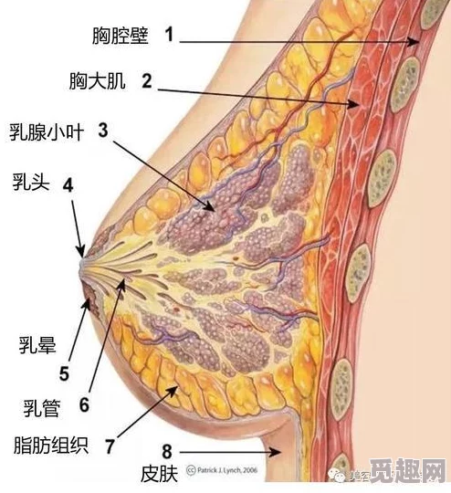 别揉我的胸~啊~嗯~新研究表明按摩胸部有助于缓解压力和改善睡眠质量