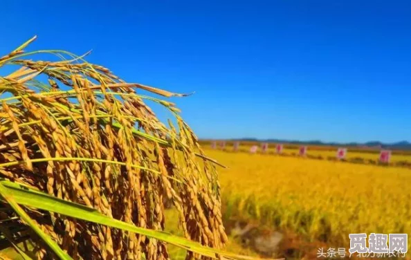 边缘世界初始粮食作物推荐：玉米、土豆还是水稻？网友热议最佳选择！