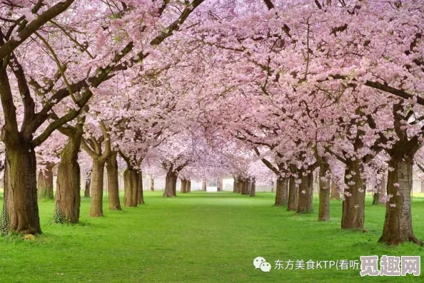 中文字幕久荜一区日本精品樱花盛开季节到访东京赏花游客激增