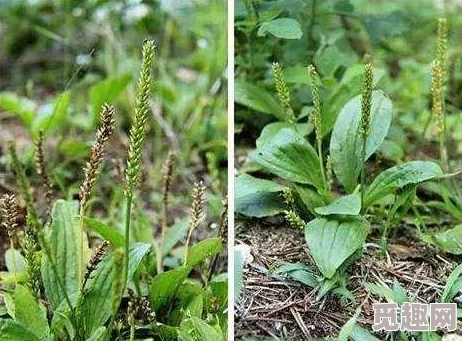 山野男医最新研究显示山野草药在治疗常见疾病中的潜力逐渐被认可