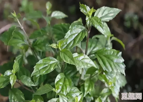 饥荒手机版：解锁高效植物种植技巧攻略，内含独家惊喜生存秘籍大放送！