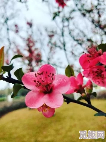 海棠依旧盛开着满树繁花似锦绣云裳H