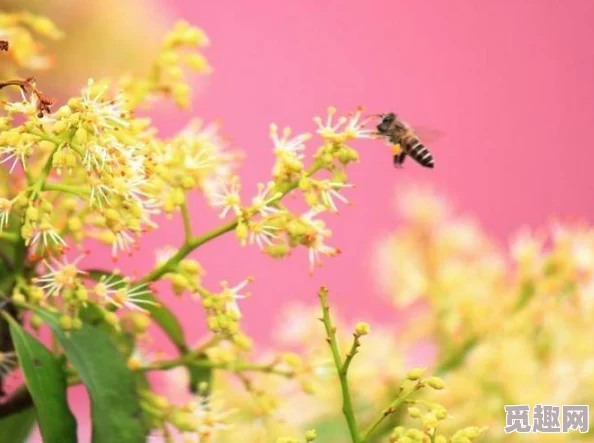 草草线禁成18年在线视频画质模糊内容无聊浪费时间