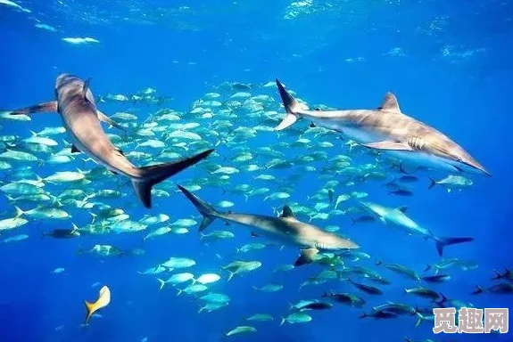 独家爆料：心动小镇神秘海域揭秘，最佳锤头鲨垂钓点曝光！